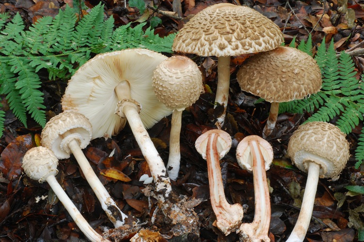 Chlorophyllum olivieri