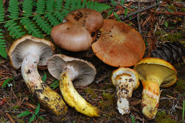 Gomphidius oregonensis and Suillus caerulescens