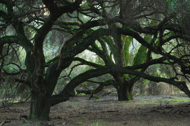 Ancient Coast Live Oaks