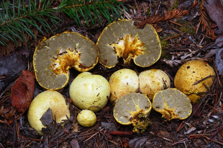 Truncocolumella citrina