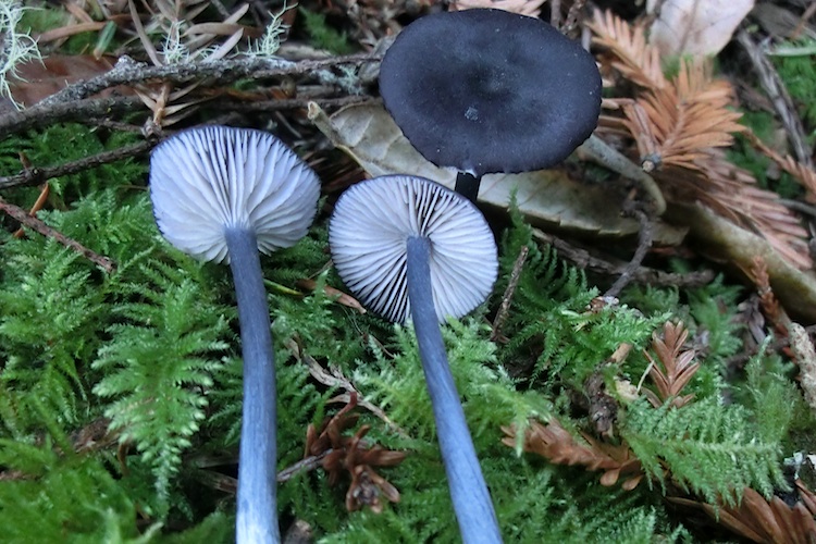 Leptonia sp