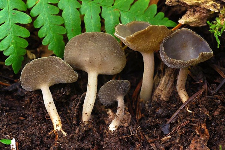 Helvella cf. macropus