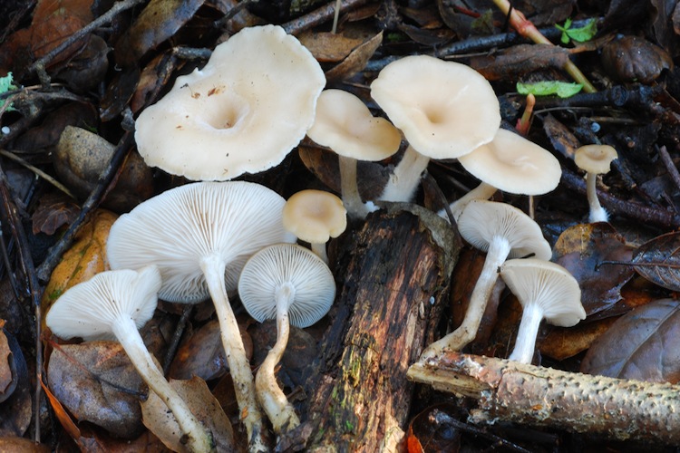 Clitocybe salmonilamella