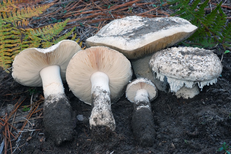 Amanita ‘sandhill’