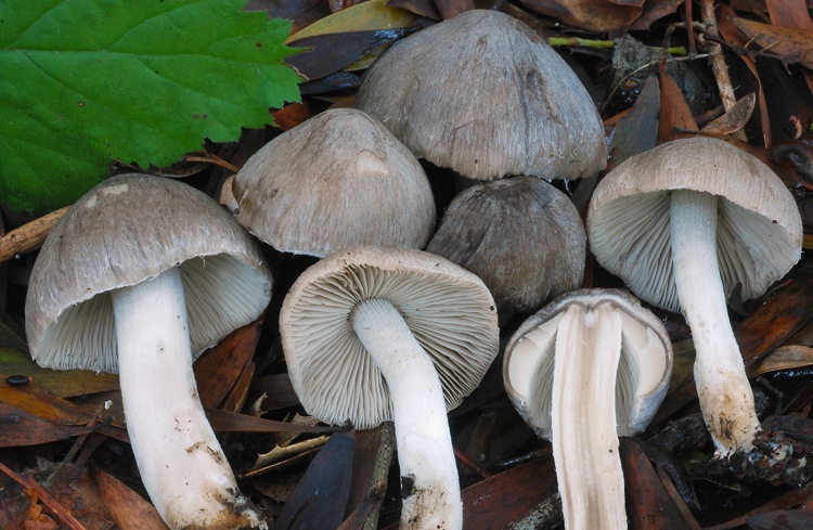 Psathyrella uliginicola